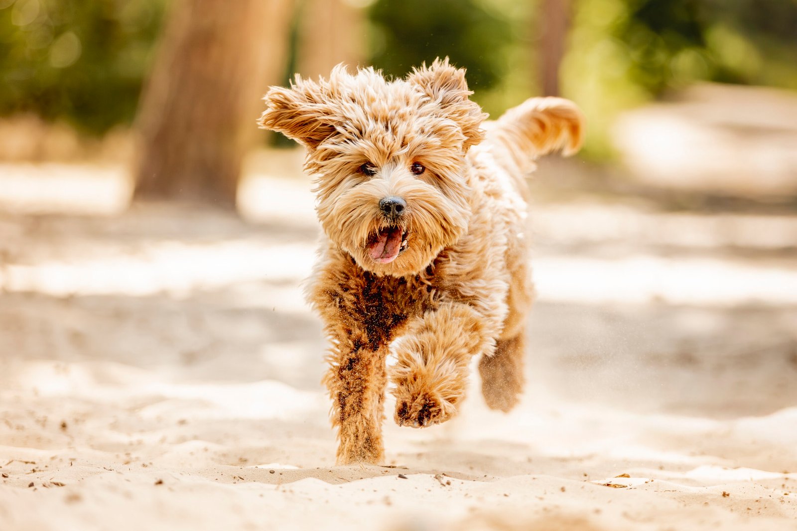 009 20250625 Pretty Paws Honden Fotografie Australian Labradoodle Millie HR 5 Scaled
